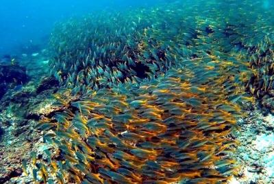 Excursión a la isla Gaya e isla Sapi desde Kota Kinabalu Excursión a la isla Gaya e isla Sapi desde Kota Kinabalu