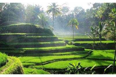 PrivateTour: Ubud, Taman Ayun Temple y Tanah Lot Sunset Tour con 