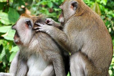 Tour privado: puntos culminantes de Ubud con santuario del bosque
