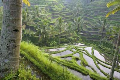 Recorrido cultural y panorámico de Ubud