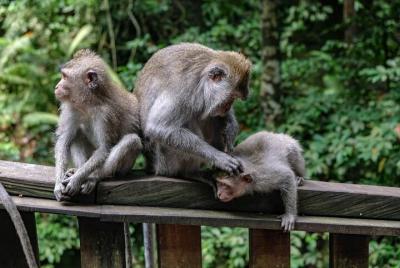Lo mejor de Bali Tours Sightseeing & Ubud Monkey Forest