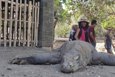 3- Días de la isla de Komodo compartiendo cruceros, salidas todos los viernes. 3- Días de la isla de Komodo compartiendo cruceros, salidas todos los viernes.