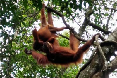 Bukit Lawang Orang Utan Tour
