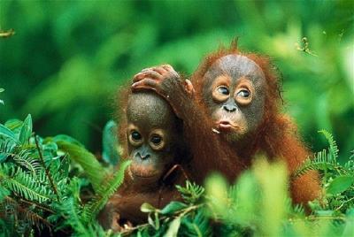 Conoce a los orangutanes de Gunung Leuser