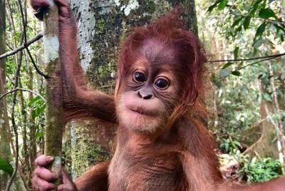 Aventura de orangutanes de medio día en Gunung Leuser
