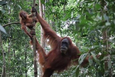 Medio día de caminata en la selva tropical de Bukitlawang