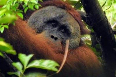 Día de caminata orangután