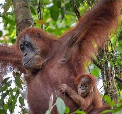 3 horas de caminata por la jungla