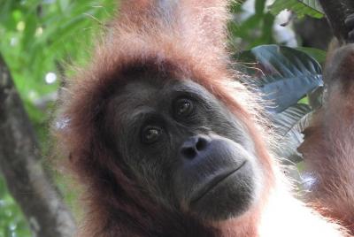 Ofrecemos tours a los últimos orangutanes salvajes en la selva vi
