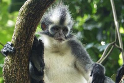 TREK DE POLLO 4 horas JungleTrekking + RAFTING (ver Orangután)