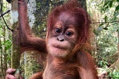 Aventura de orangutanes de día completo en Gunung Leuser