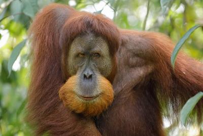  Caminata en la selva