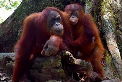 Orangutan Treks