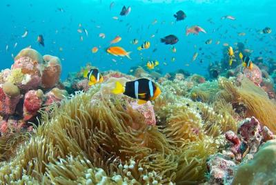 El mejor snorkeling de 2 puntos en Padangbai: laguna azul y Tanju El mejor snorkeling de 2 puntos en Padangbai: laguna azul y Tanju