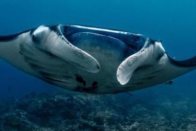 Descubra el buceo en Lembongan: iniciación en la remota isla del  Descubra el buceo en Lembongan: iniciación en la remota isla del