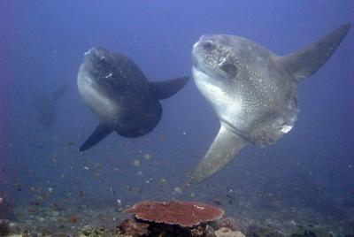 Viaje de buceo (2 inmersiones) a Nusa Penida desde Lembongan Viaje de buceo (2 inmersiones) a Nusa Penida desde Lembongan