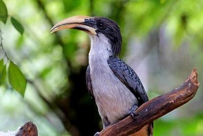 Observación de aves y Little Adams pico Trekking
