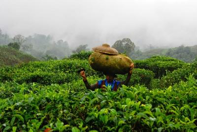 Cosecha y fabricación de té de medio día en Yogyakarta