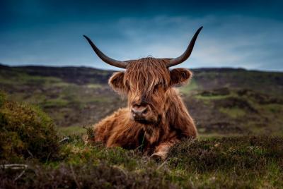 Aberdeenshire Castillos Vacas y whisky Excursión privada de un dí
