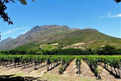 Tour guiado de medio día en bicicleta de Stellenbosch Winelands