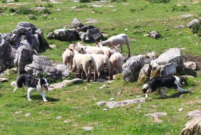 Excursión de 5 días al grupo mágico Southern Explorer Small Group