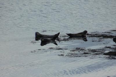 Tour privado del anillo de Beara desde Kenmare con wifi a bordo