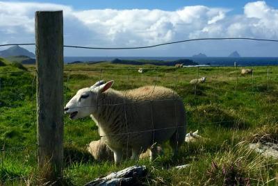 Caminata del Anillo de Kerry - Excursión autoguiada de 5 días