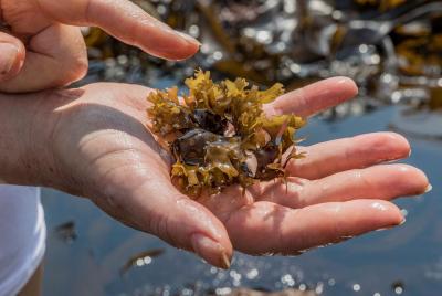 Una excursión de búsqueda de algas irlandesas y clases de cocina 