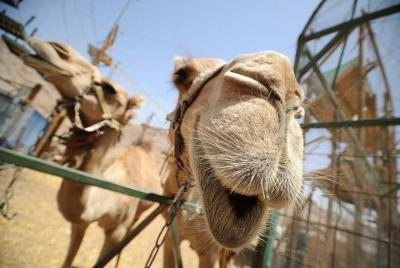 Camello Safari de 2 horas al atardecer con comida beduina Camello Safari de 2 horas al atardecer con comida beduina