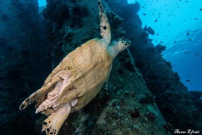 Buceo guiado en arrecifes de coral para buzos certificados