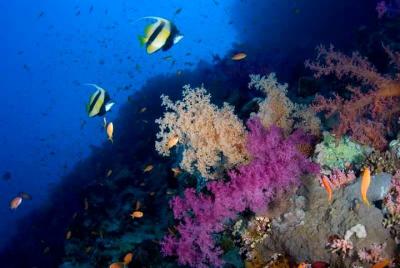 Buceo introductorio en Eilat Buceo introductorio en Eilat