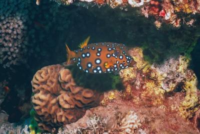 Curso PADI Discover Scuba Diving