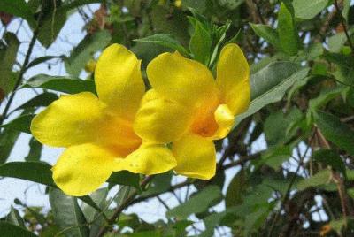 Blue Mountain Path Finder