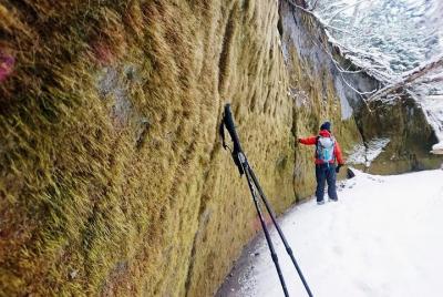 [Programa de invierno noviembre-marzo] Corredor Moss, Sasazawa's 