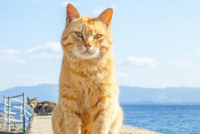 Tour privado - Un paraíso en la isla de los gatos. Más gatos que 