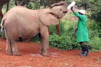 Elefantes, centro de jirafas, Museo Blixen $ Bomas de Kenia