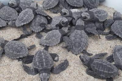 Liberación de Tortuguitas Bebes