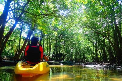 Experiencia con guía de SUP o canoa en el bosque de manglares en Okinawa  Experiencia con guía de SUP o canoa en el bosque de manglares en Okinawa