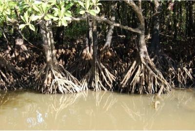 [Okinawa] Iriomote Island, Yufu Island, Kohama Island, Taketomi I