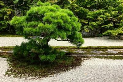 Kyoto: Zen Garden, Zen Mind (Grupo pequeño)