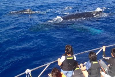 Observación de ballenas desde Naha - excursión de medio día.