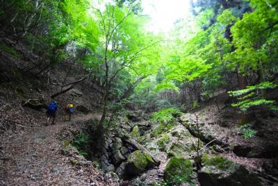 Aventura de senderismo en el monte. Bosque primitivo kasuga