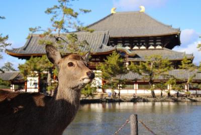 Livestream Tour virtual de Nara, la antigua capital de Japón Livestream Tour virtual de Nara, la antigua capital de Japón