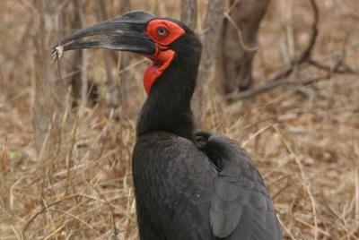 Tour de observación de aves en el río Zambezi