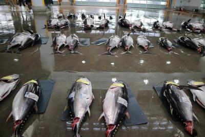 Subasta de atún y desayuno en el mercado de pescado en Shiogama