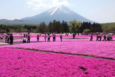 Festival Mt Fuji y ShibaSakura con recogida en el hotel