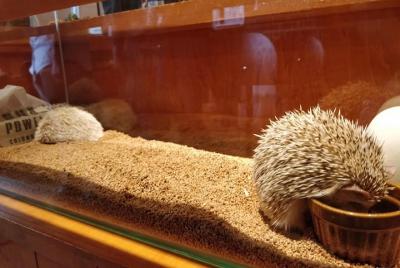 Admisión a Hedgehog Cafe en Harajuku