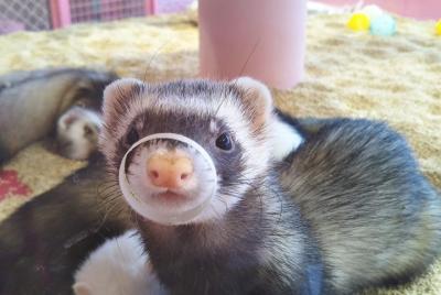 Juega con los pequeños amigos animales Kawaii en Harajuku Juega con los pequeños amigos animales Kawaii en Harajuku