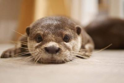Harry Harajuku: reúnase con lindas nutrias, chinchillas y erizos