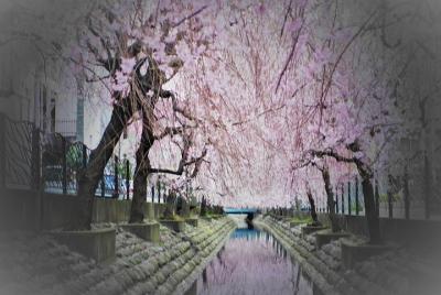 Tour de flores en primavera